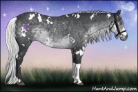 Horse Color:White Spotted Silver Black Chinchilla 