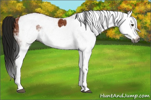 Horse Color:Gray White Spotted Bay Splash  and Gray White Spotted Bay Splash 