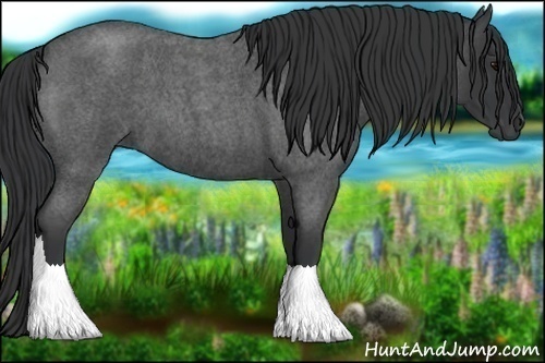Horse Color:Blue Roan Rabicano 