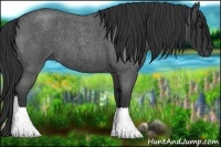 Horse Color:Blue Roan Rabicano 