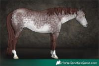 Horse Color:Platinum Chocolate Buckskin 
