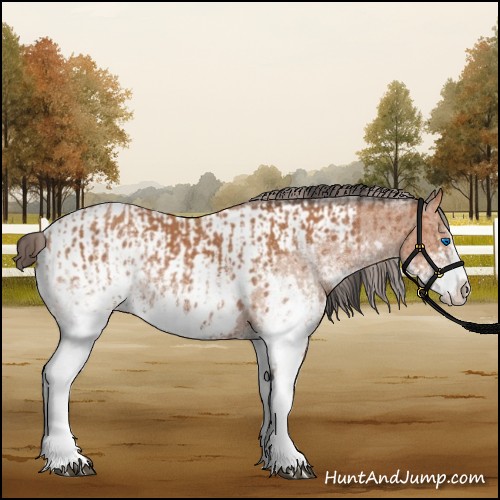 Horse Color:White Spotted Bay Splash  and White Spotted Bay Splash Appaloosa 