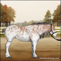 Horse Color:White Spotted Bay Splash  and White Spotted Bay Splash Appaloosa 