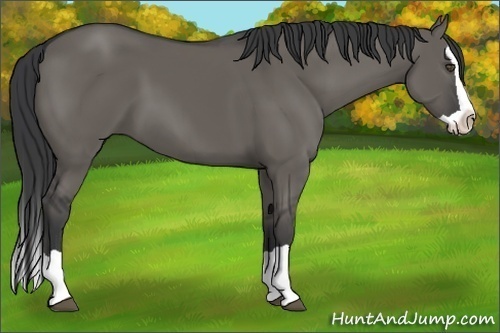 Horse Color:Grullo Splash