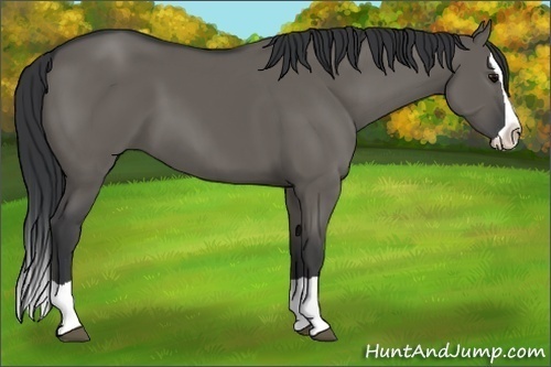 Horse Color:Grullo Splash 