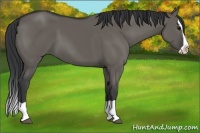 Horse Color:Grullo Splash 
