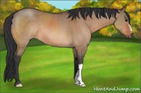 Horse Color:Brown Dun 