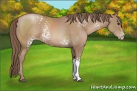 Horse Color:White Spotted Black Pearl 