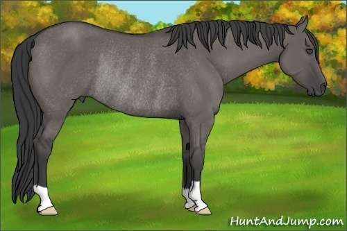 Horse Color:Grullo Rabicano
