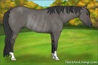 Horse Color:Grullo Rabicano 