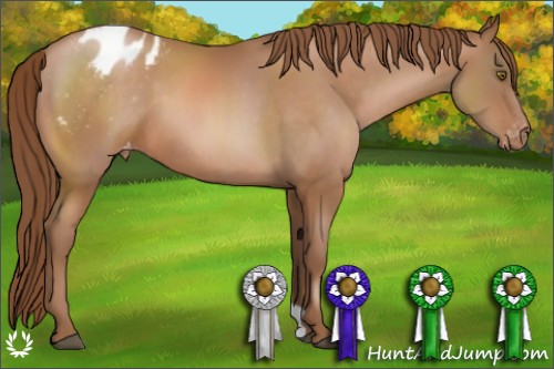 Horse Color:Bay Pearl Appaloosa 