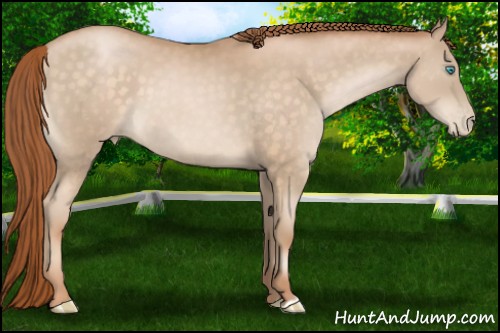 Horse Color:Buckskin Pearl 