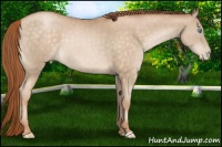 Horse Color:Buckskin Pearl 