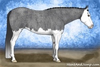 Horse Color:Blue Roan Splash 
