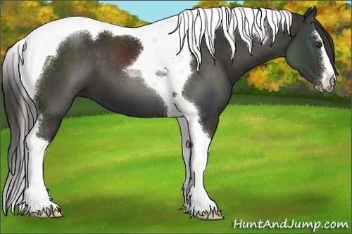 Horse Color:Liver Chestnut Sabino Tobiano 