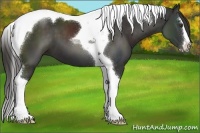 Horse Color:Liver Chestnut Sabino Tobiano