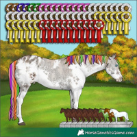 Horse Color:Painted White Spotted Chocolate Blue Onyx Ice Pearl Sabino Splash Varnish Brindle 