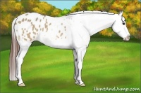 Horse Color:Bay Dun Splash Appaloosa 