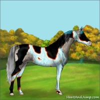 Horse Color:Thunderstruck Grullo Ice Onyx Splash Tobiano 