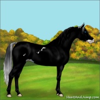 Horse Color:Blue Onyx Ice Sabino Splash Tobiano