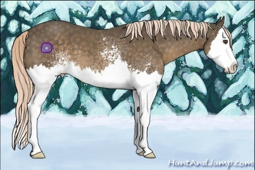 Horse Color:White Spotted Chocolate Palomino Splash 