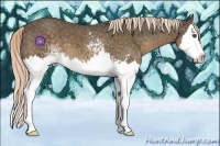 Horse Color:White Spotted Chocolate Palomino Splash