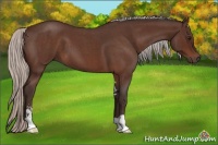 Horse Color:Silver Bay Roan Sabino