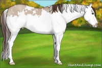 Horse Color:White Spotted Classic Champagne Dun Splash 
