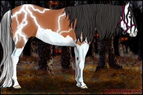 Horse Color:Bay Splash 