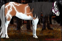 Horse Color:Bay Splash 