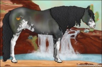 Horse Color:Black Sabino 