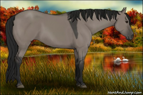 Horse Color:Gray Grullo