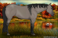 Horse Color:Gray Grullo 