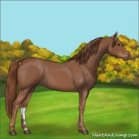 Horse Color:Red Roan 