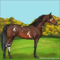 Horse Color:White Spotted Bay 