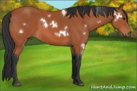 Horse Color:White Spotted Bay 