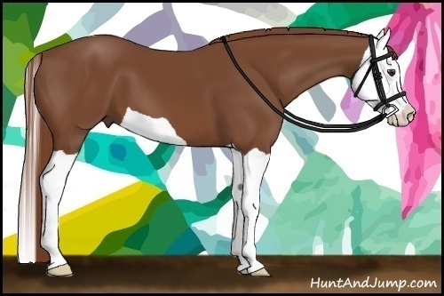 Horse Color:Chestnut Splash 