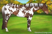 Horse Color:White Spotted Liver Chestnut Blanket