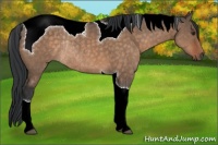 Horse Color:Brown Dun Tobiano Rabicano 