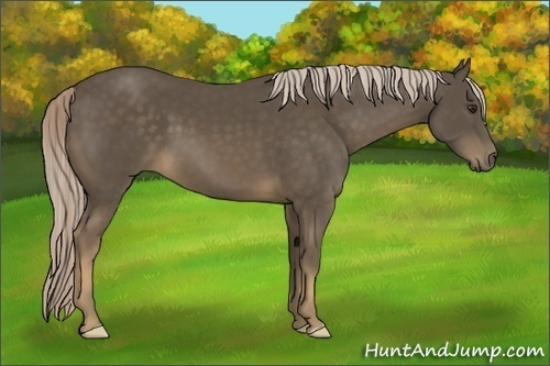 Horse Color:Chocolate Palomino Frame 