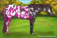 Horse Color:White Spotted Smoky Black Appaloosa 