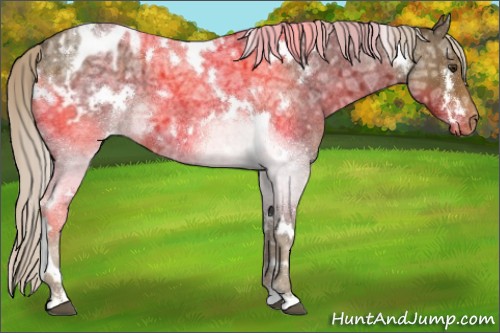 Horse Color:White Spotted Chocolate Palomino Ice Roan Appaloosa 