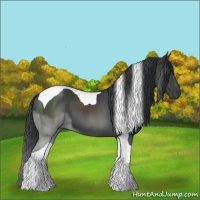 Horse Color:Black Sabino Tobiano