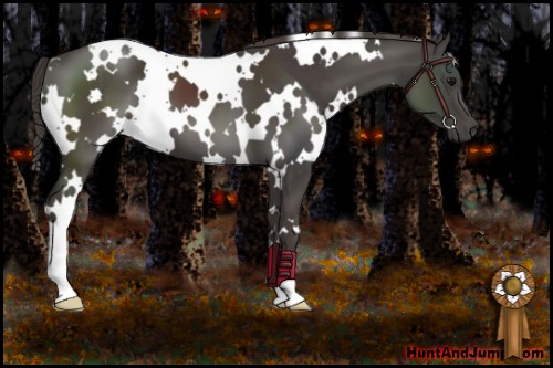 Horse Color:White Spotted Smoky Black 