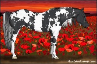Horse Color:White Spotted Black