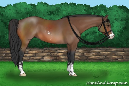 Horse Color:Bay Sabino