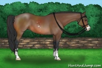 Horse Color:Bay Sabino 