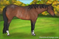 Horse Color:Brown Rabicano  and Brown Rabicano 
