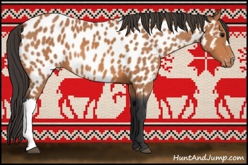 Horse Color:Bay Appaloosa 