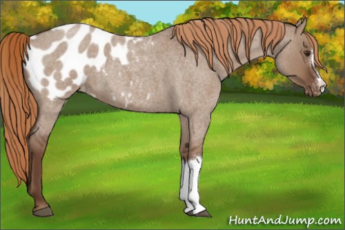 Horse Color:Liver Red Dun Roan Blanket 